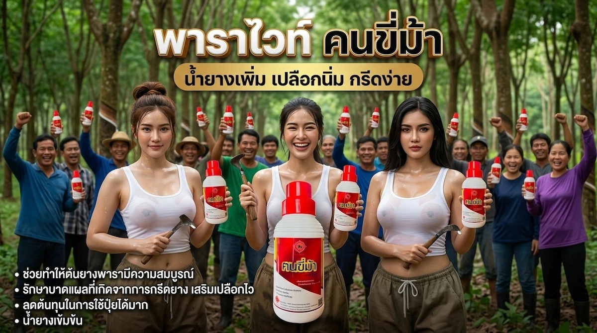 คนขี่ม้า พาราไวท์ 10 จุดเด่น น้ำยางเพิ่ม เปลือกนิ่ม กรีดง่าย ป้องกันโรคเส้นดำ